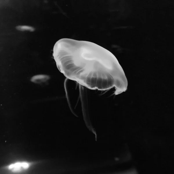Black and white photograph of a jelly fish. We watched these for ages. They're so graceful.