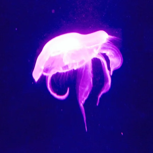 Jellyfish under pink light