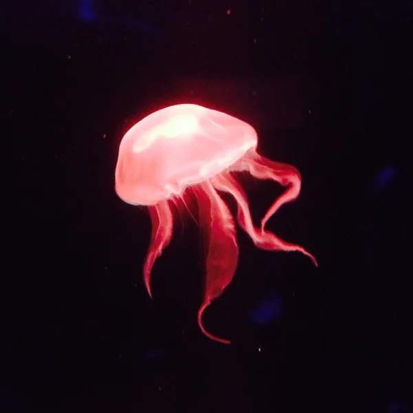 Jellyfish under red light