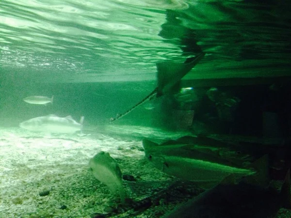 A ray going up to the surface.