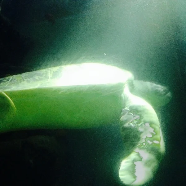 Massive Turtle in the underwater tunnel.