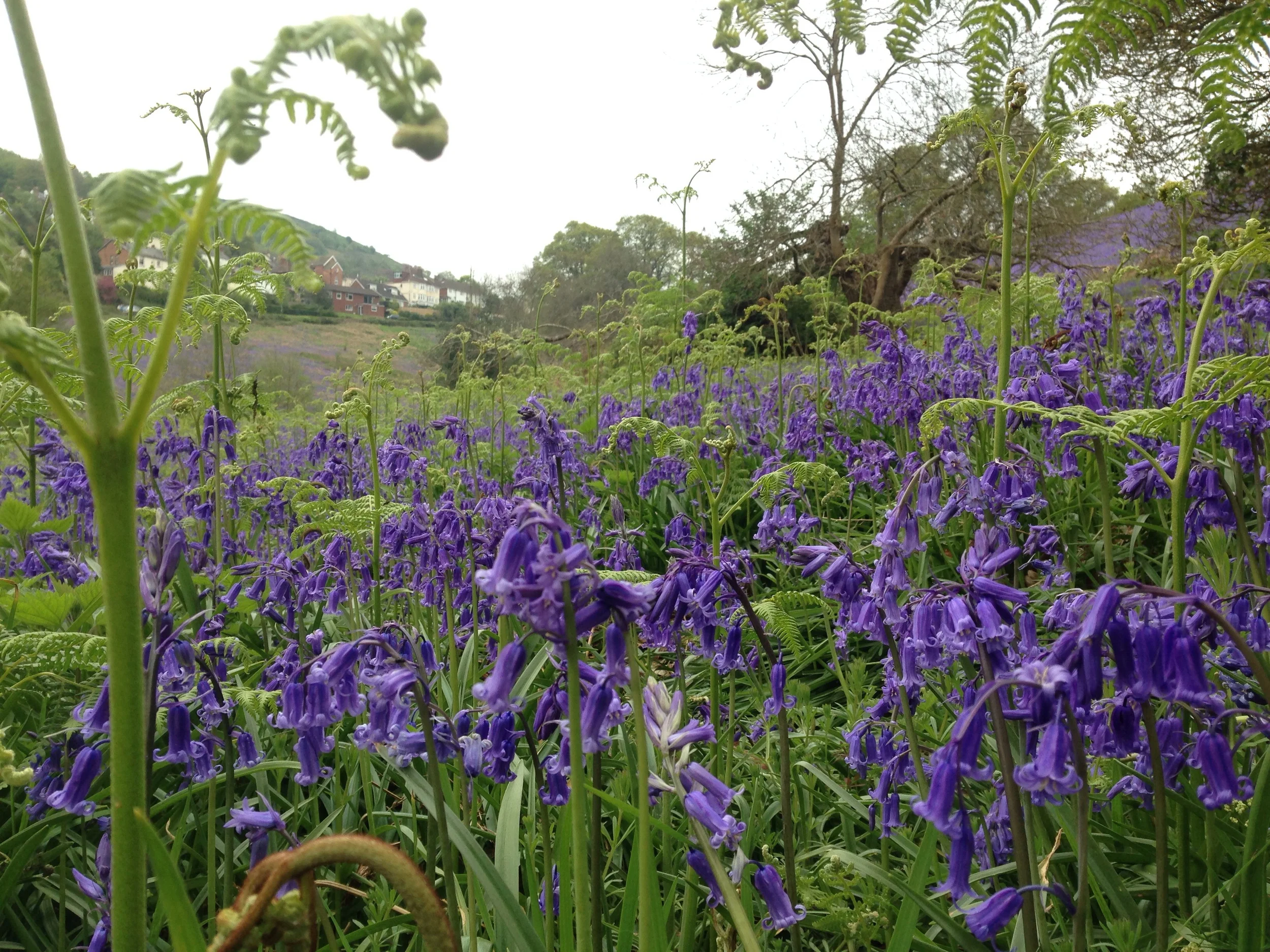 Beautiful West Malvern Bluebells. 