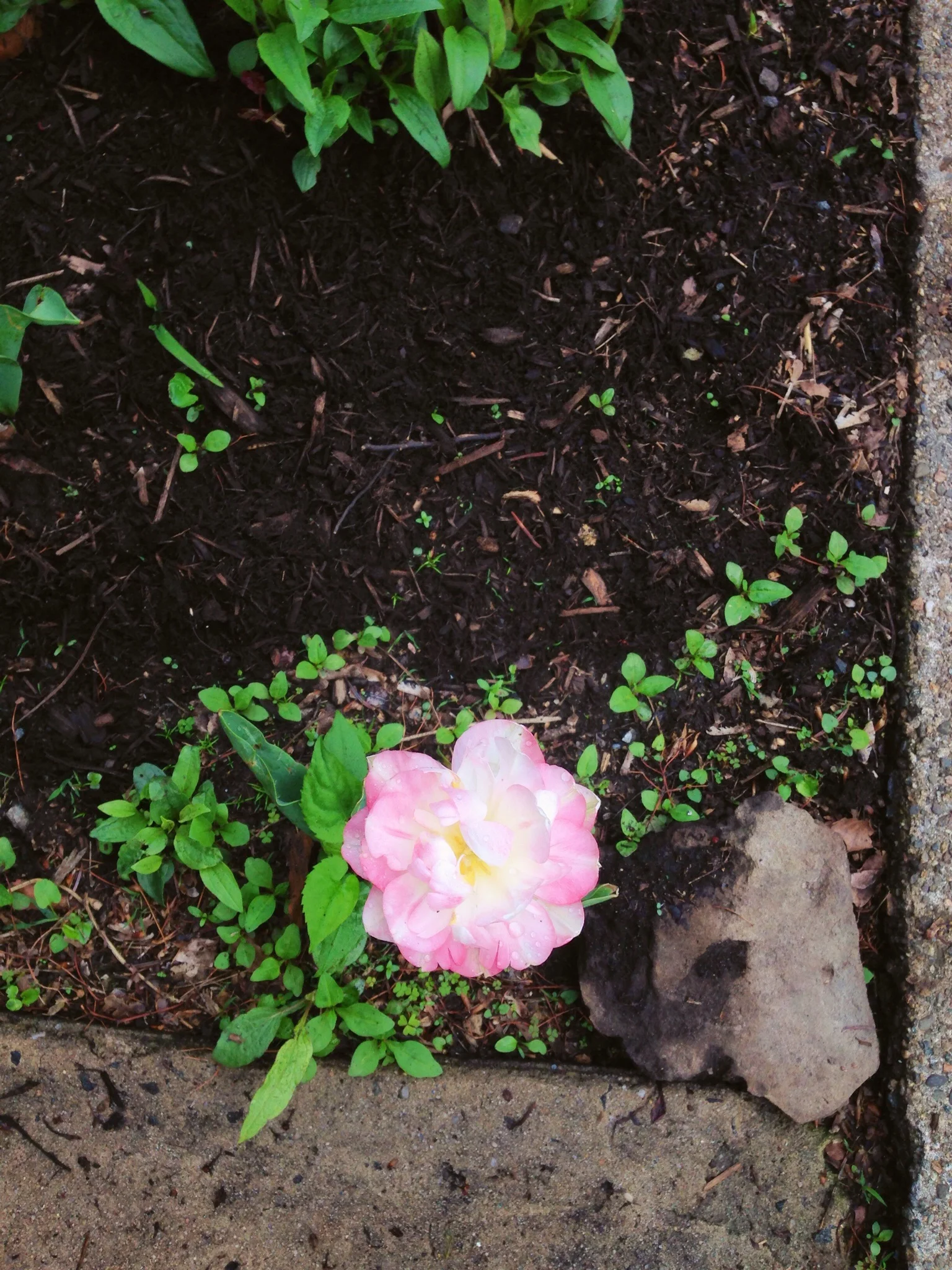 Chuck's current favorite flower downstairs in the garden
