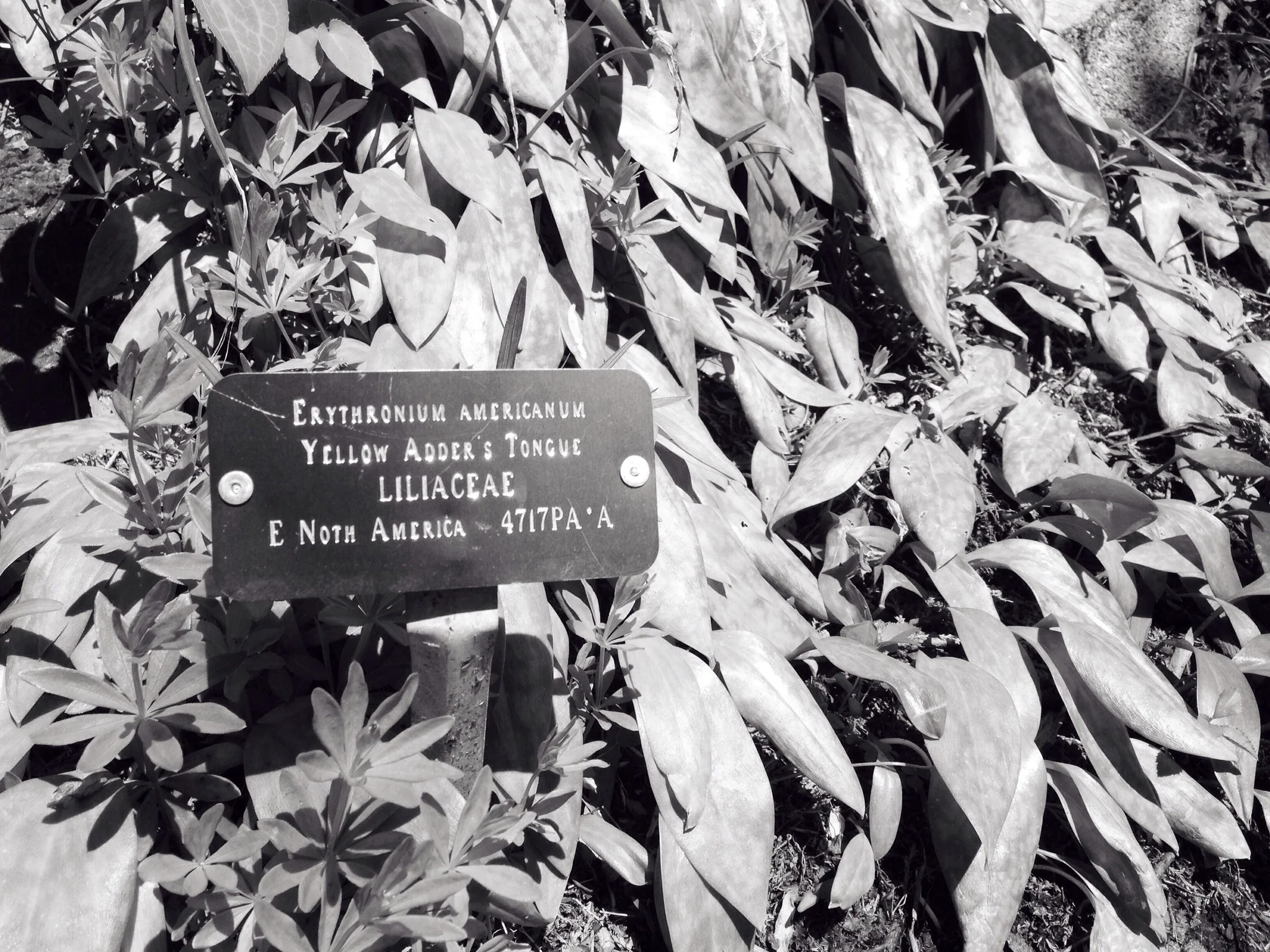 A well-named plant