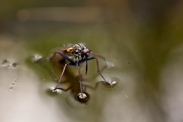 floating fly