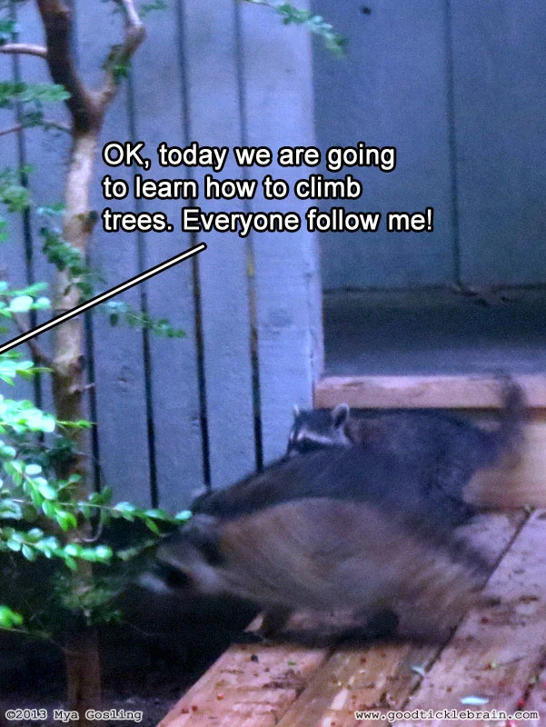 raccoon02.jpg