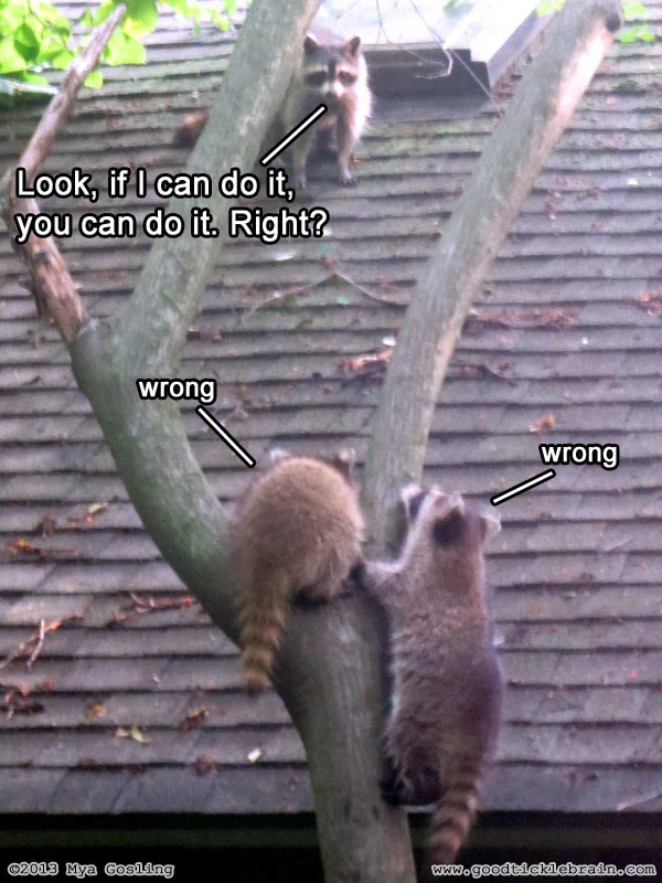 raccoon06.jpg