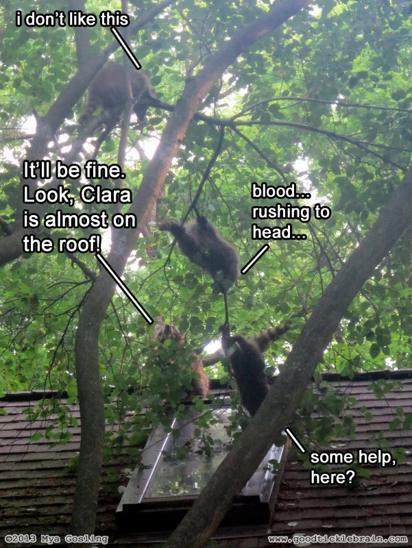 raccoon09.jpg