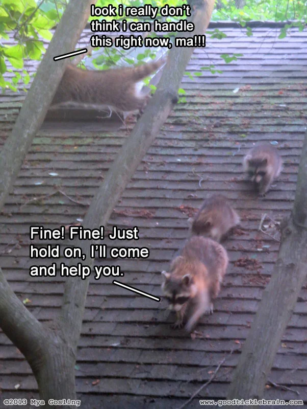 raccoon12.jpg