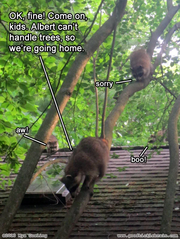 raccoon17.jpg