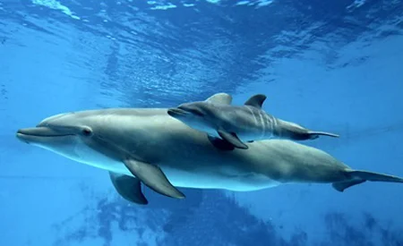 dolphin.jpg