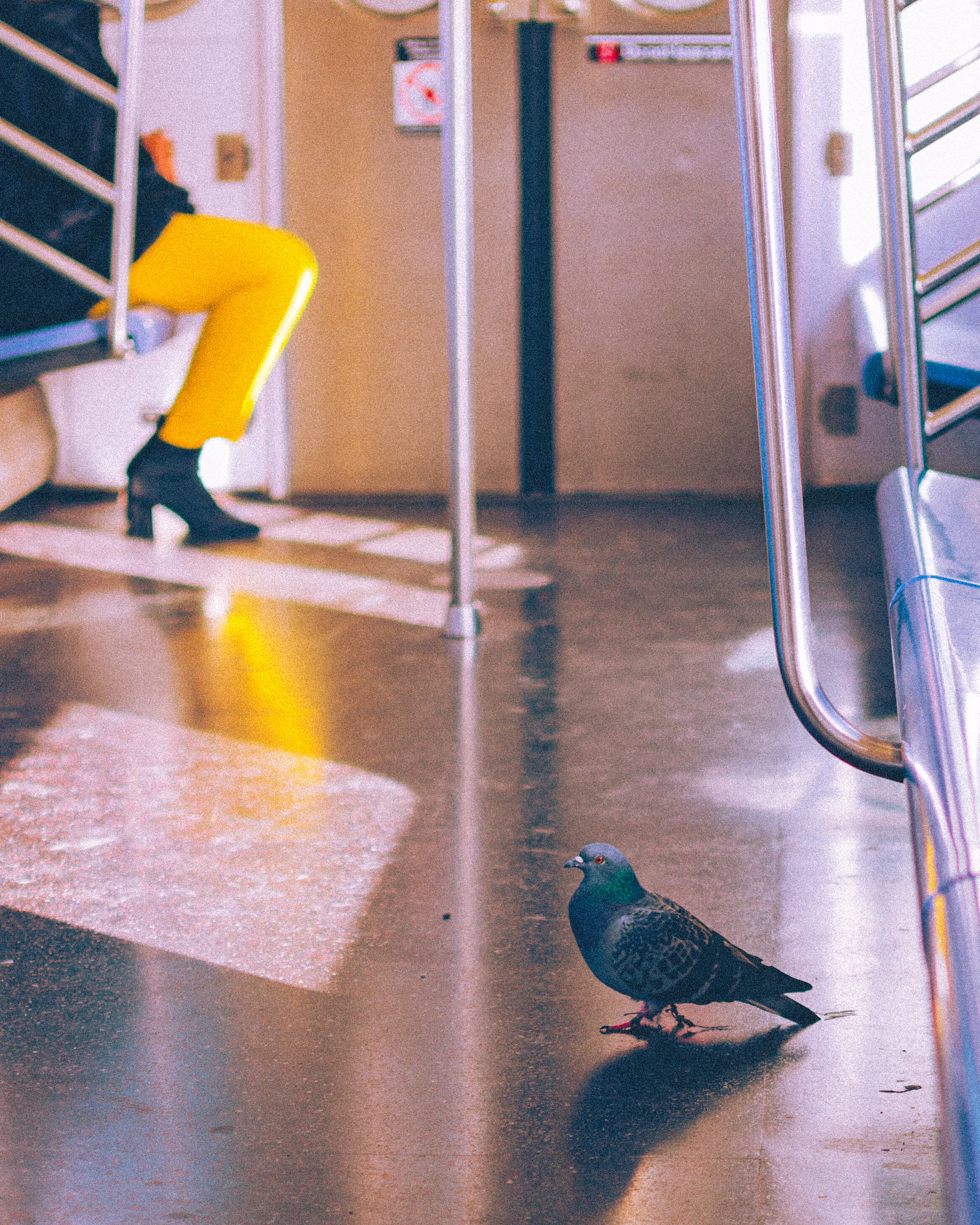 11-17-2019 - Bird on a Train (2).jpg