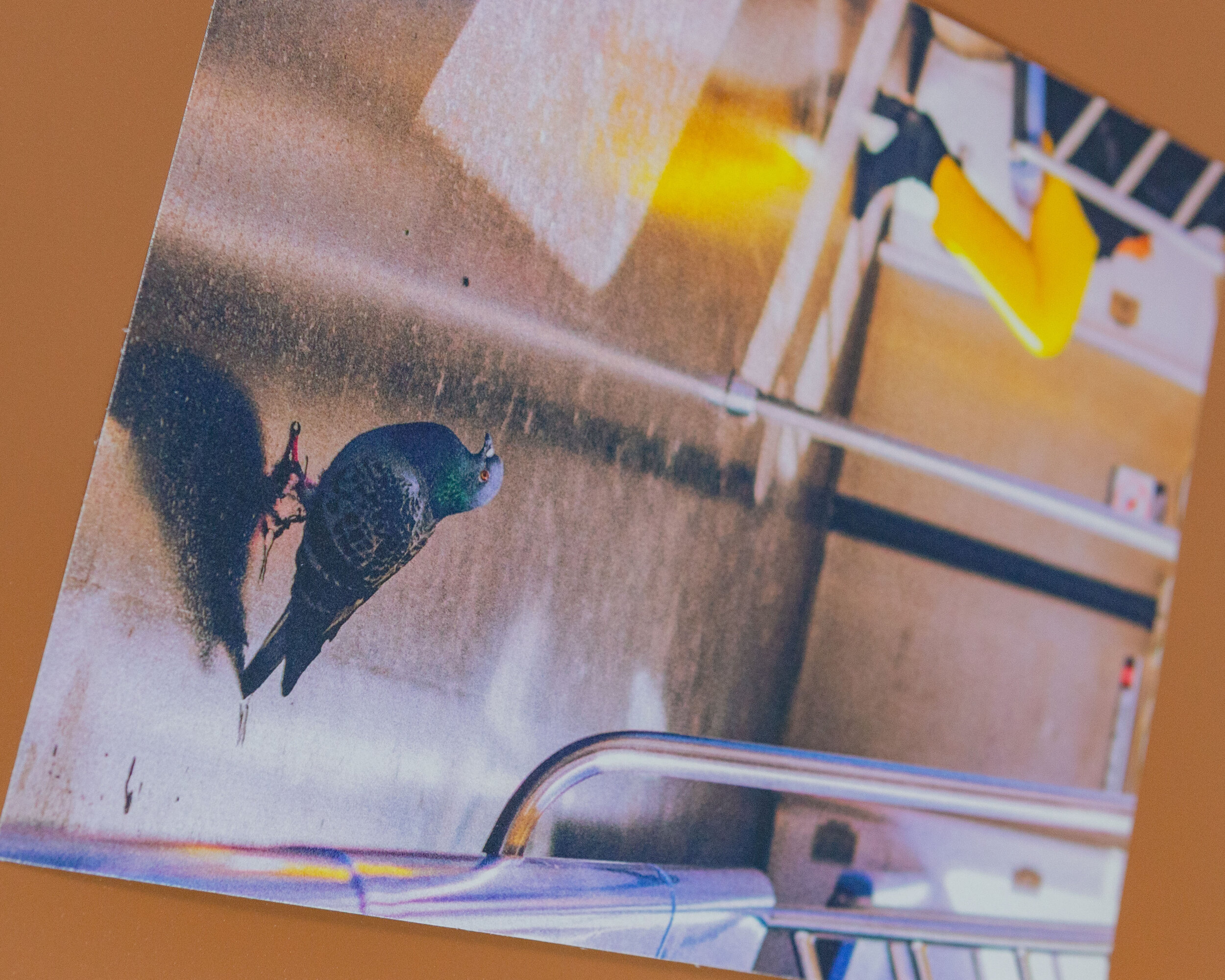Bird on a Train Print Shop Edits (6).jpg