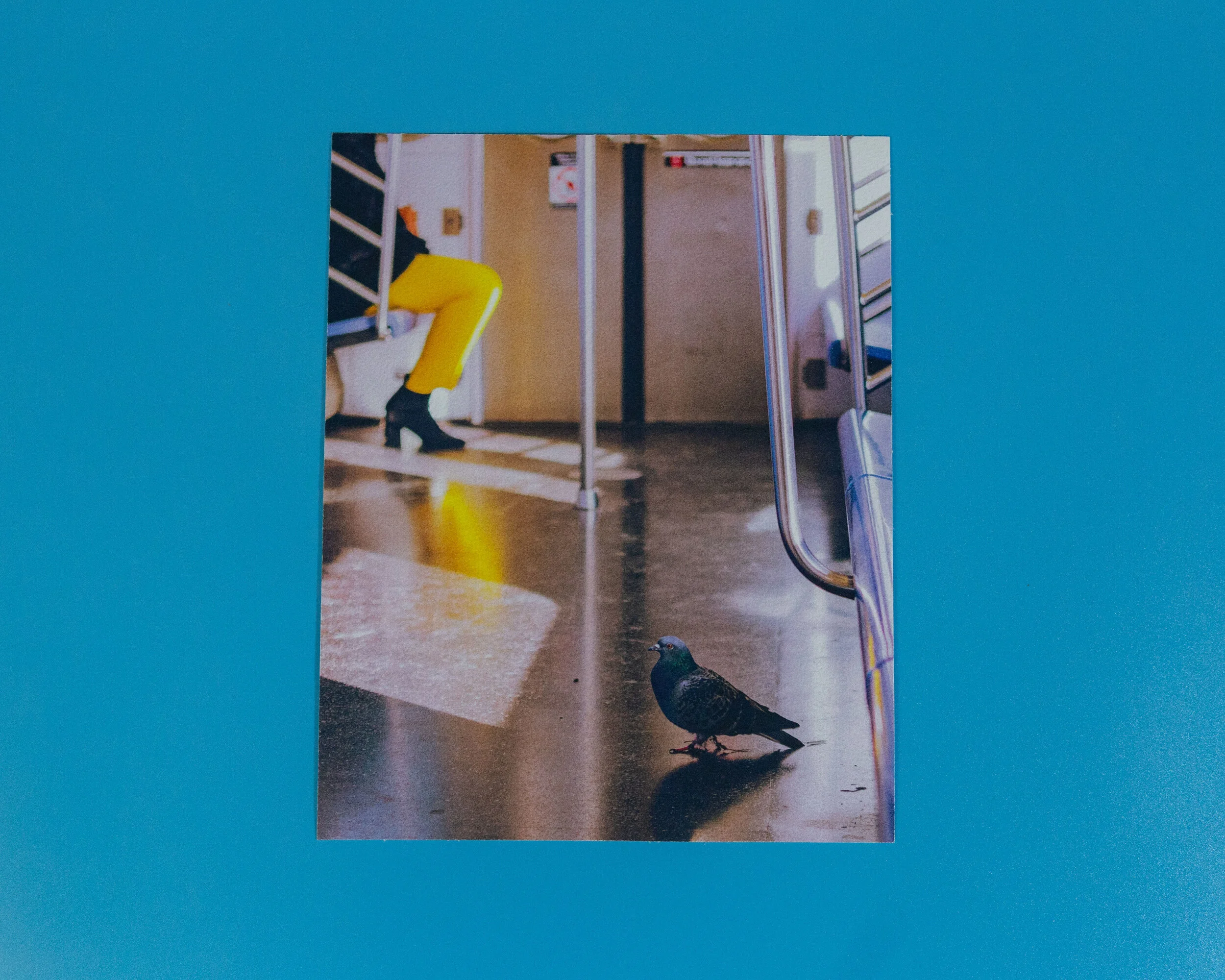 Bird on a Train Print Shop Edits (1).jpg