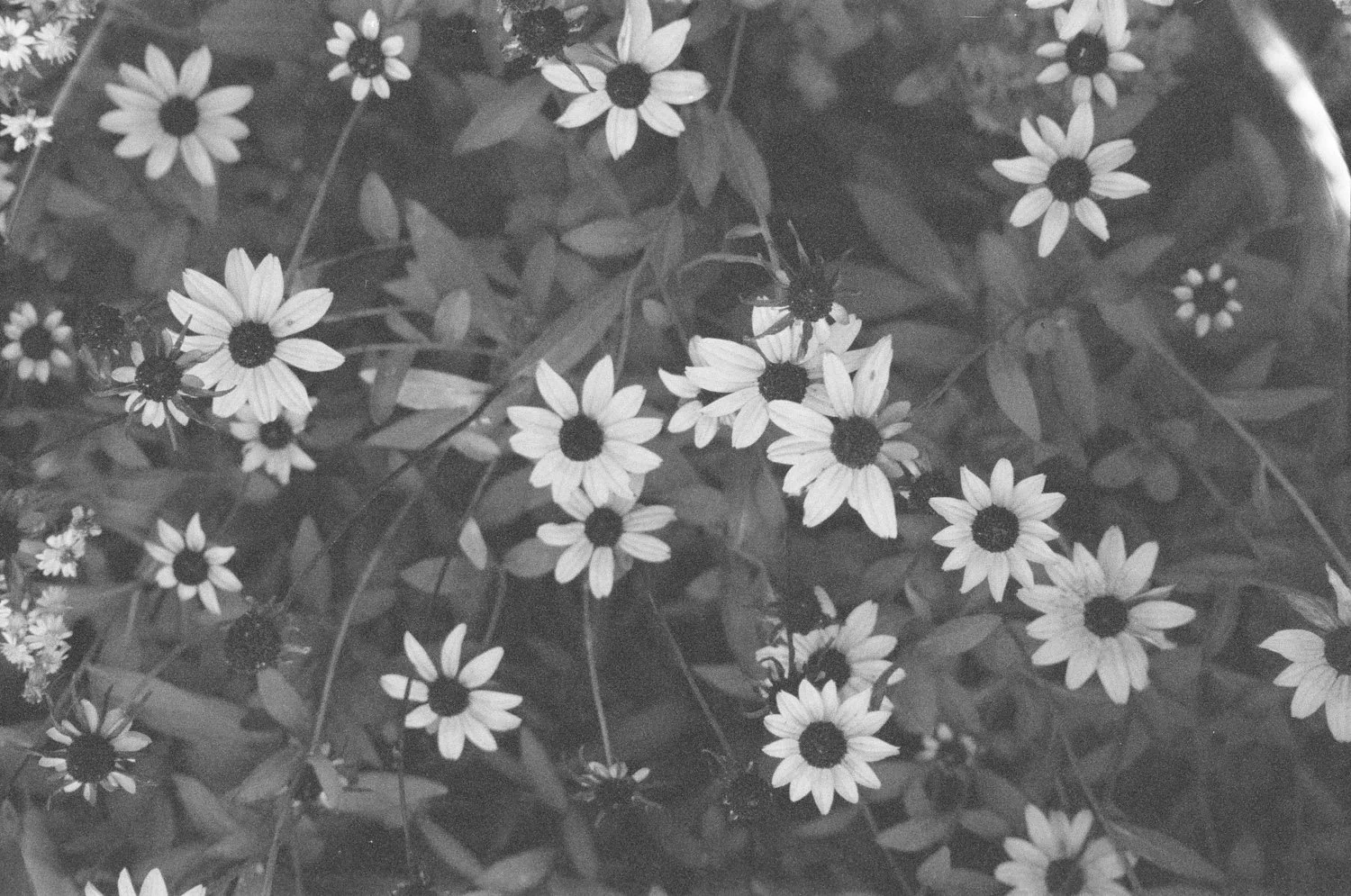 Olympus Stylus Roll 3 (Kodak tmax 400) (34).jpg