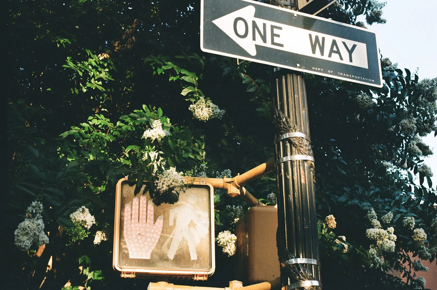 Canon Rebel Roll 6 (18).jpg