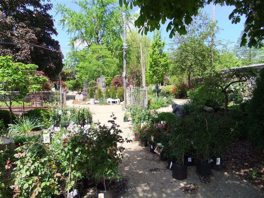 dscf0033 (medium).jpg