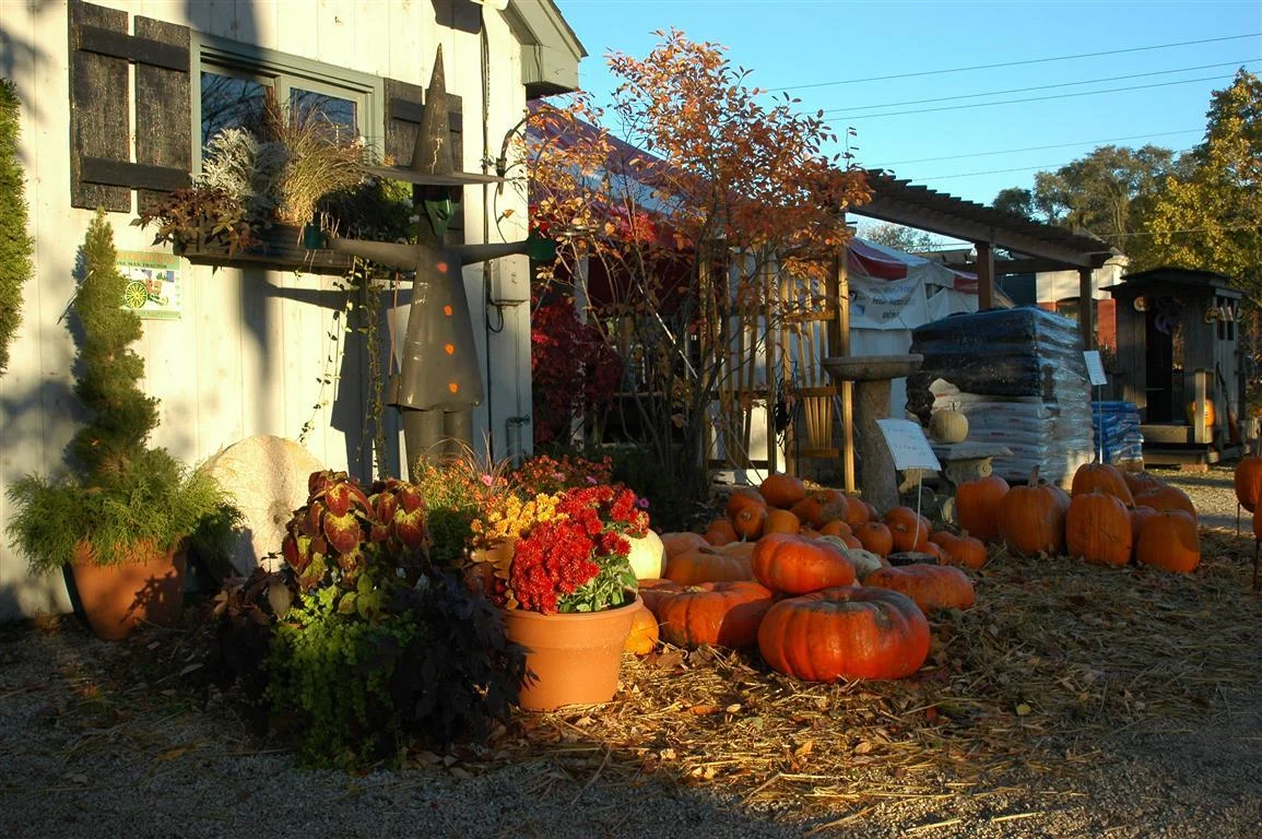 fall 3 (medium).jpg