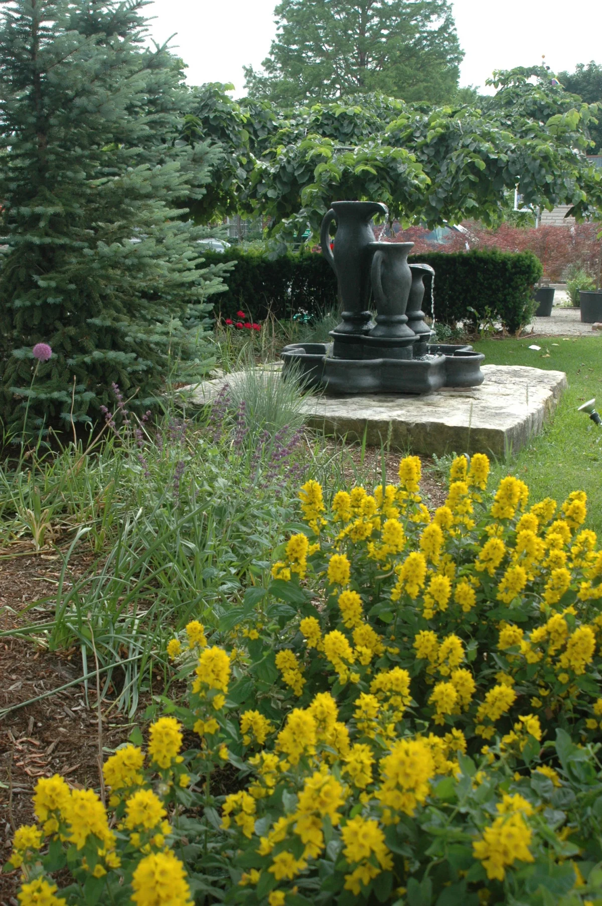 dsc_0017.jpg