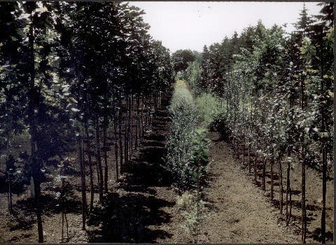 nursery 1930 2.jpg
