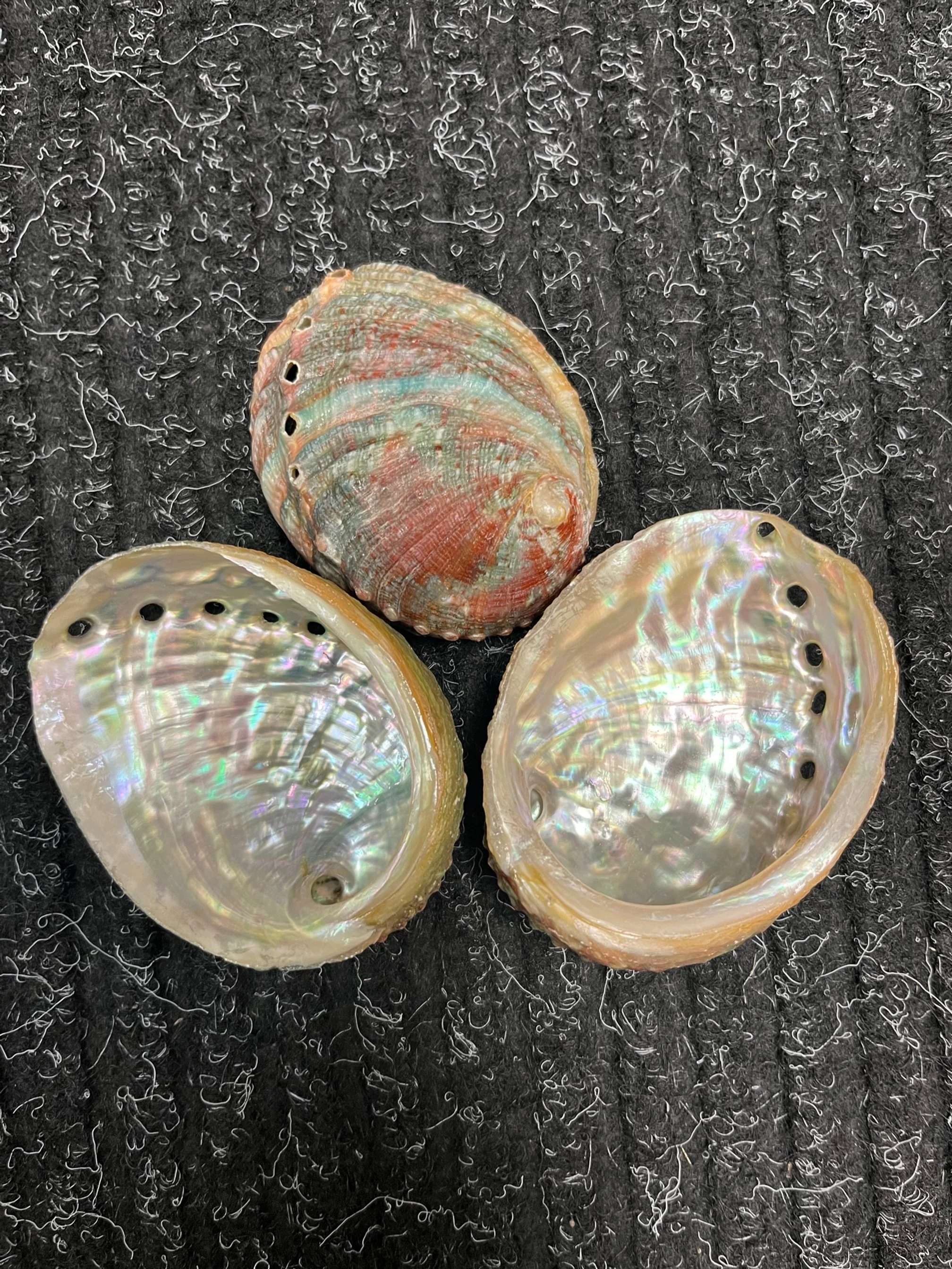 Tiny Shells.jpg