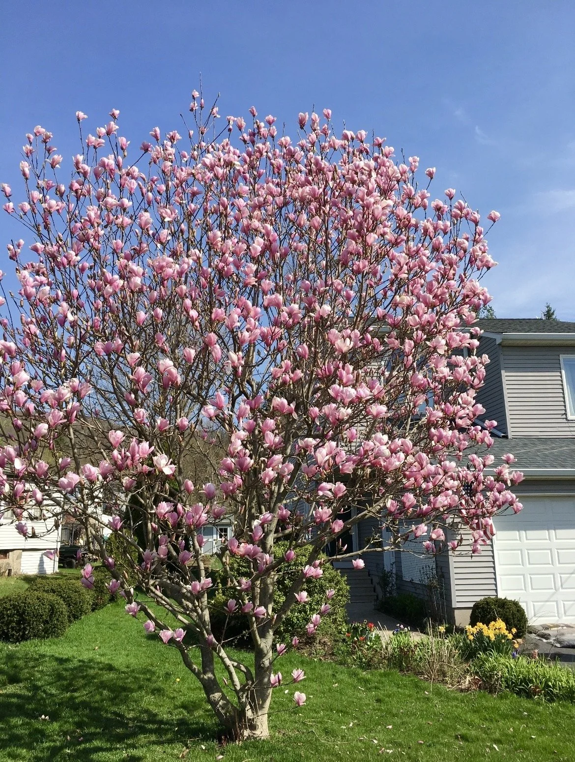 A springtime-blooming front yard tree