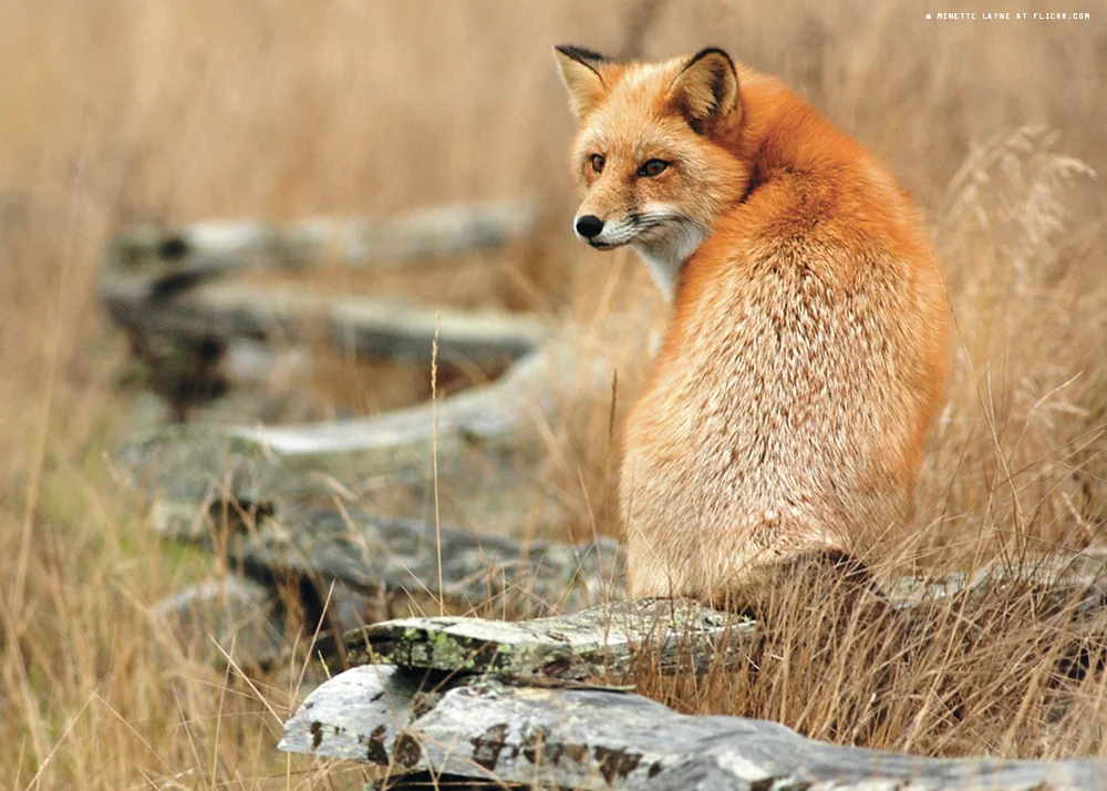 fox.jpg