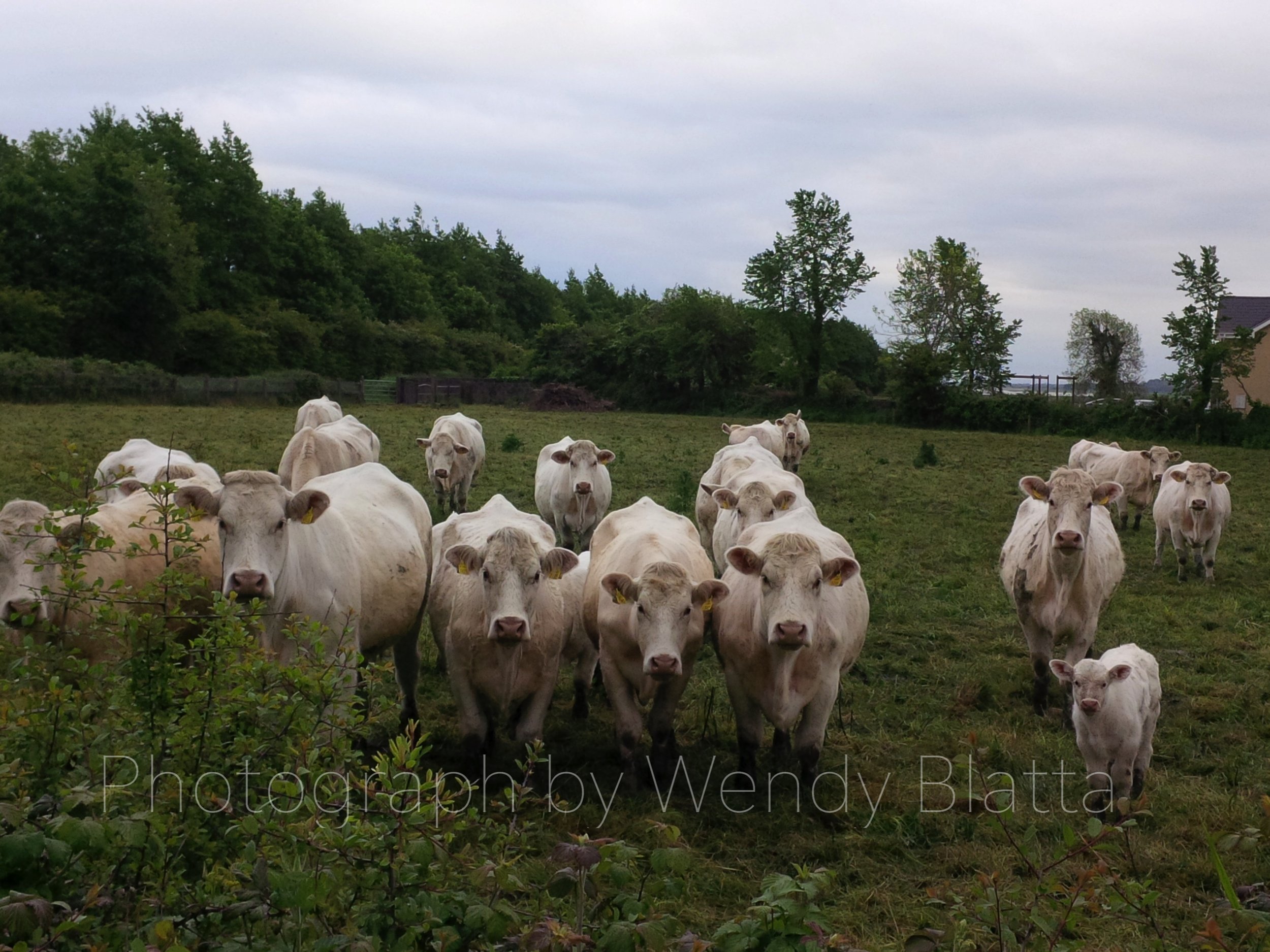 20 - Life's Human Meaning Watermarked.jpg