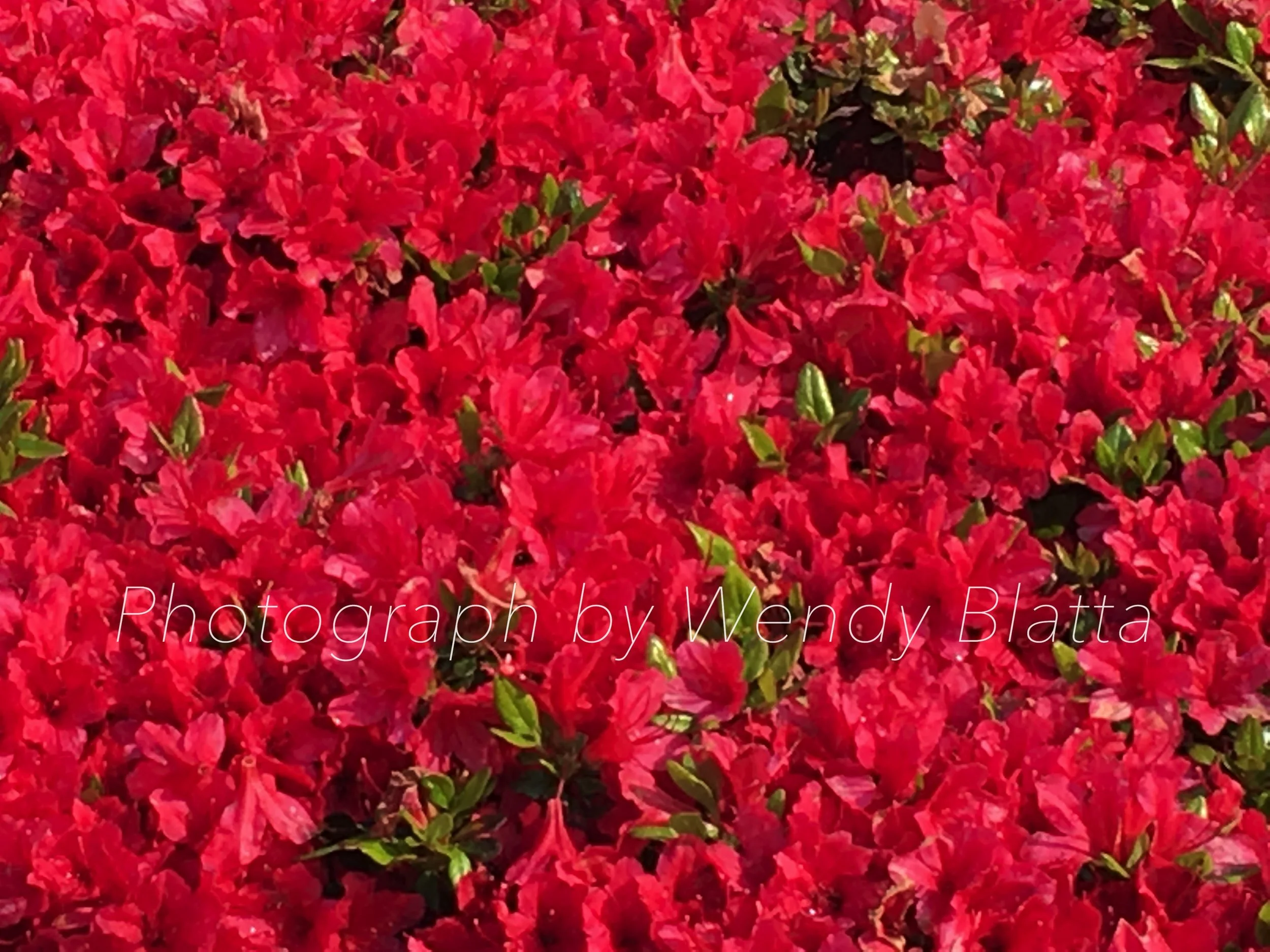 Rhodendron Red Town Watermarked = Gathering Memories And Joy.jpg