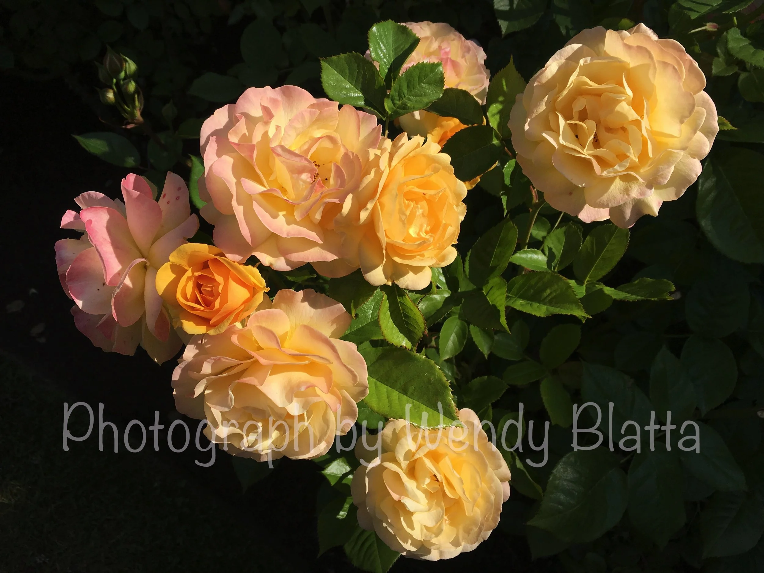 33 - Life Purpose Or Mission Watermarked.jpg