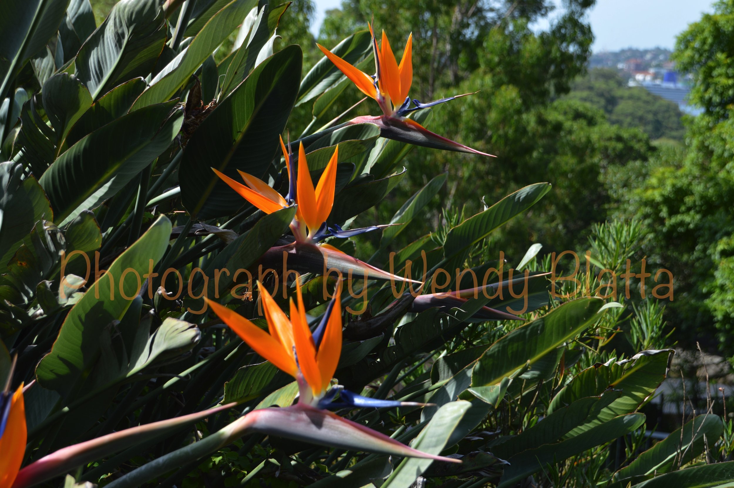 35 - A Theme Watermarked.jpg