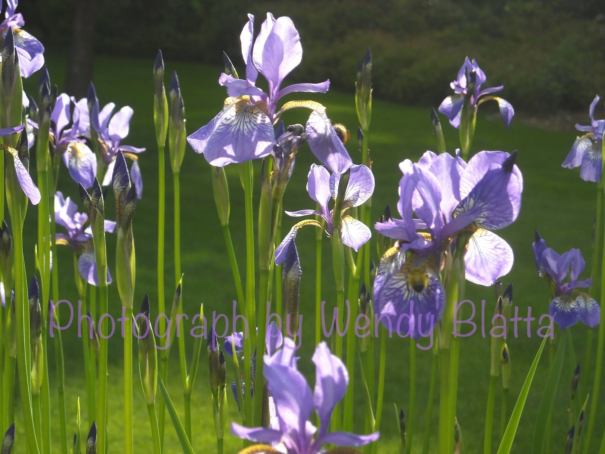 36 - A Calling Watermarked.jpg