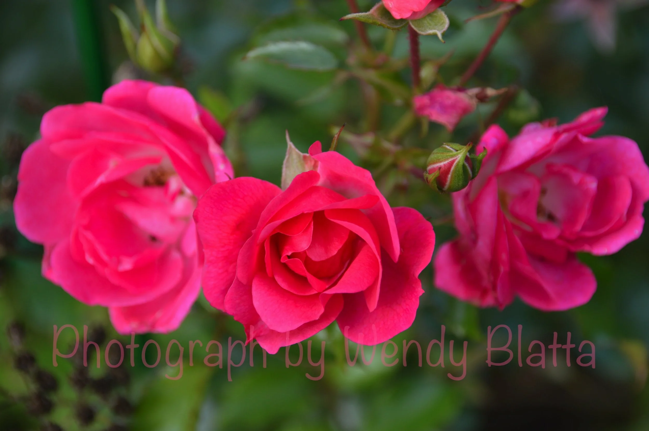 37 - Something Higher Watermarked.jpg