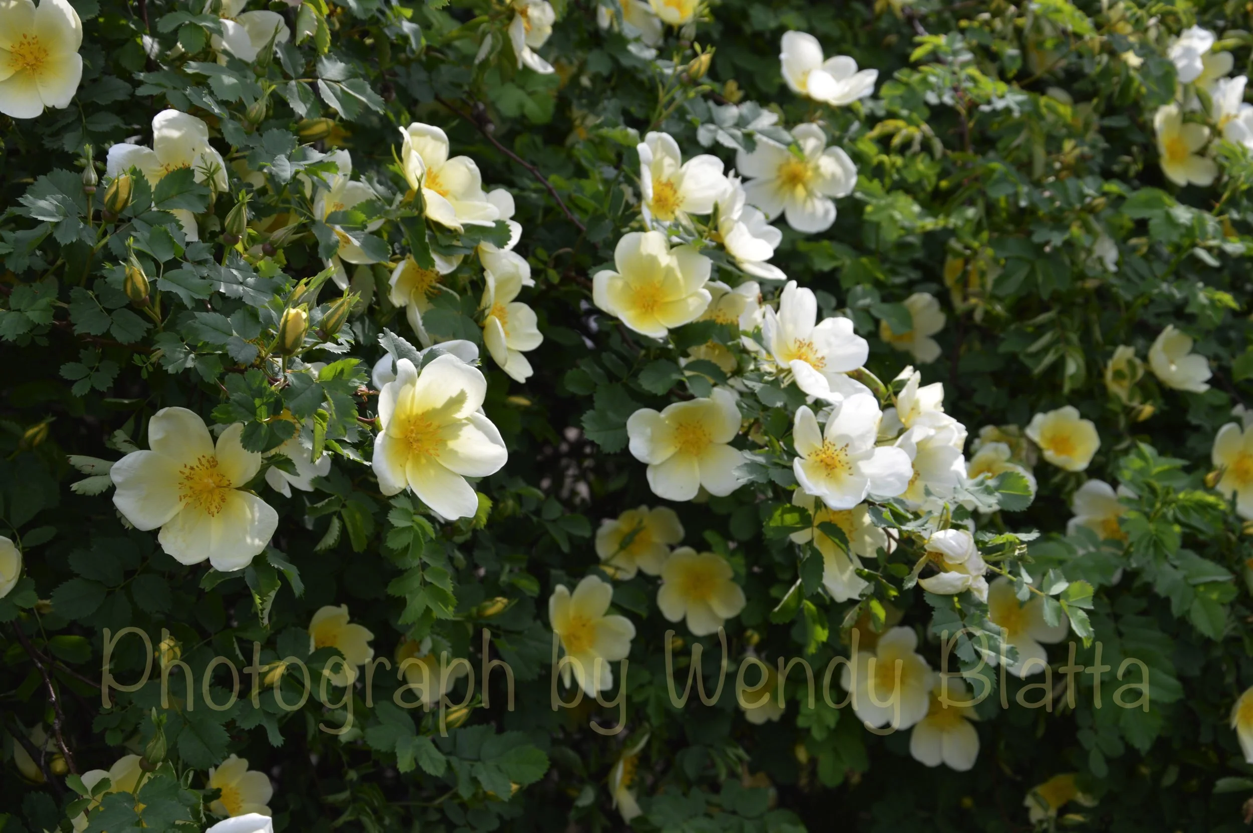 38 - Even Books Call To Me Watermarked.jpg