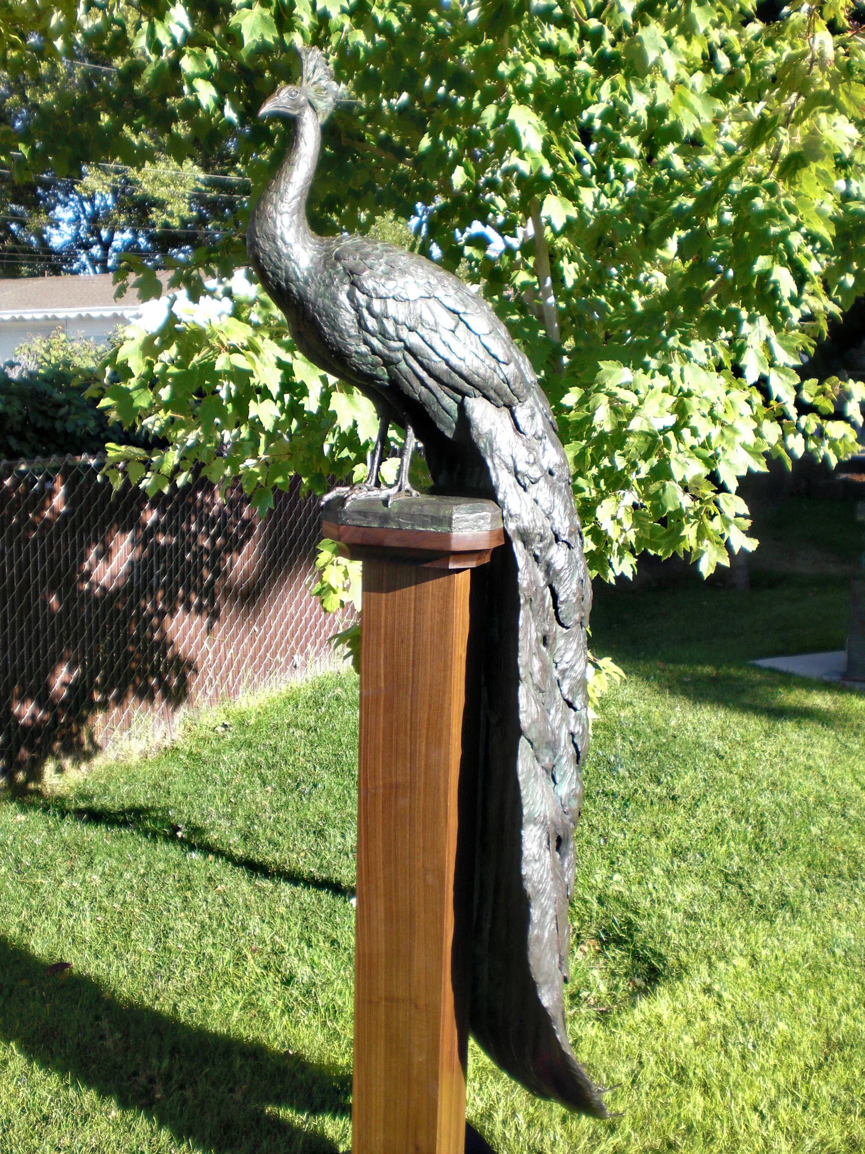Peacock