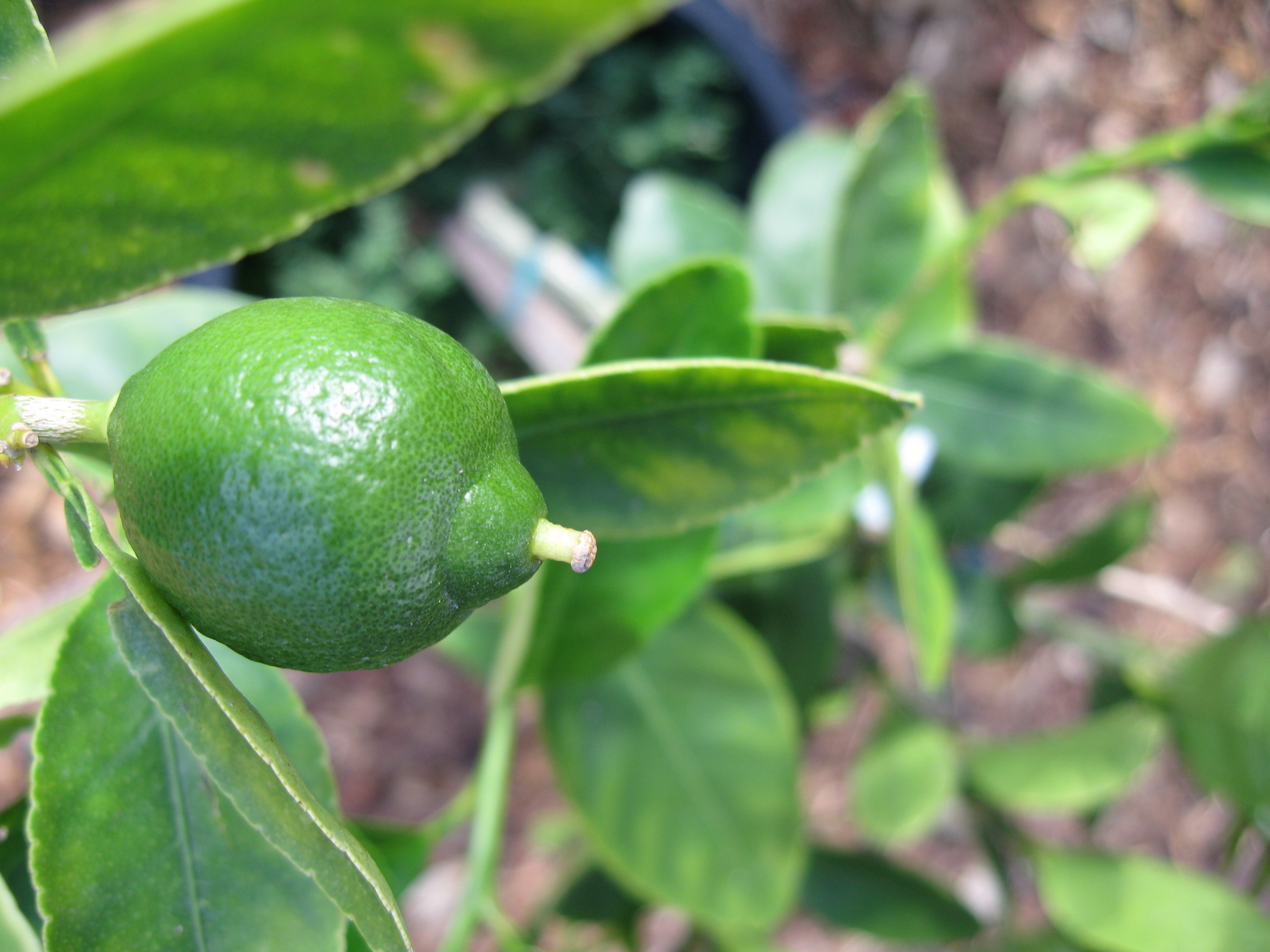 lime.jpg