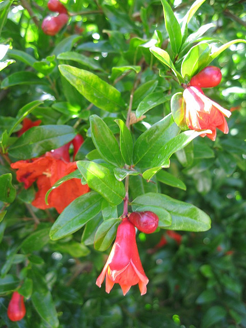pom flowers.jpg