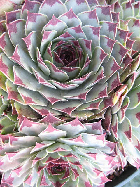 succulent close up.jpg