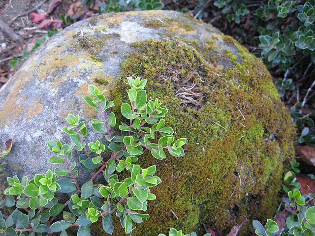 moss rock.jpg