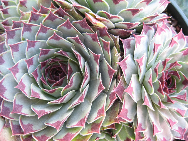 succulent close up.jpg