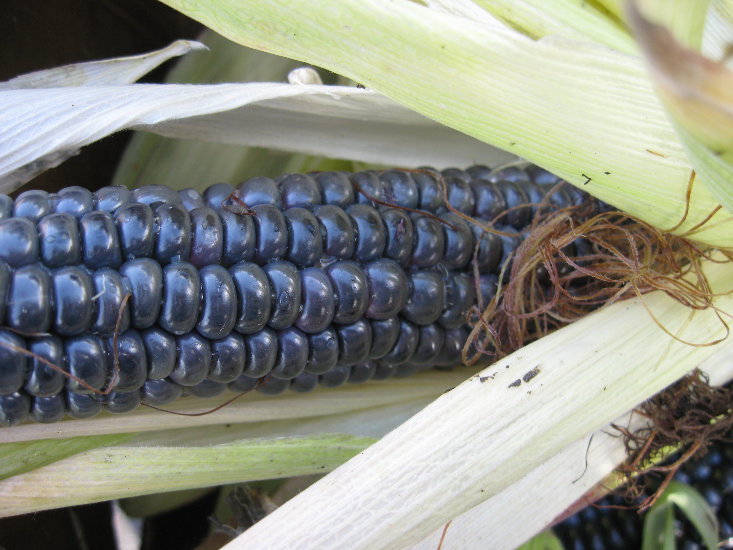 black corn.jpg