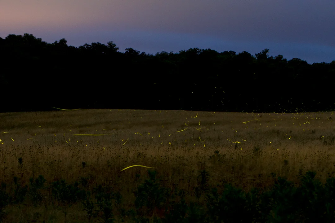    fireflies, joppa 2014   