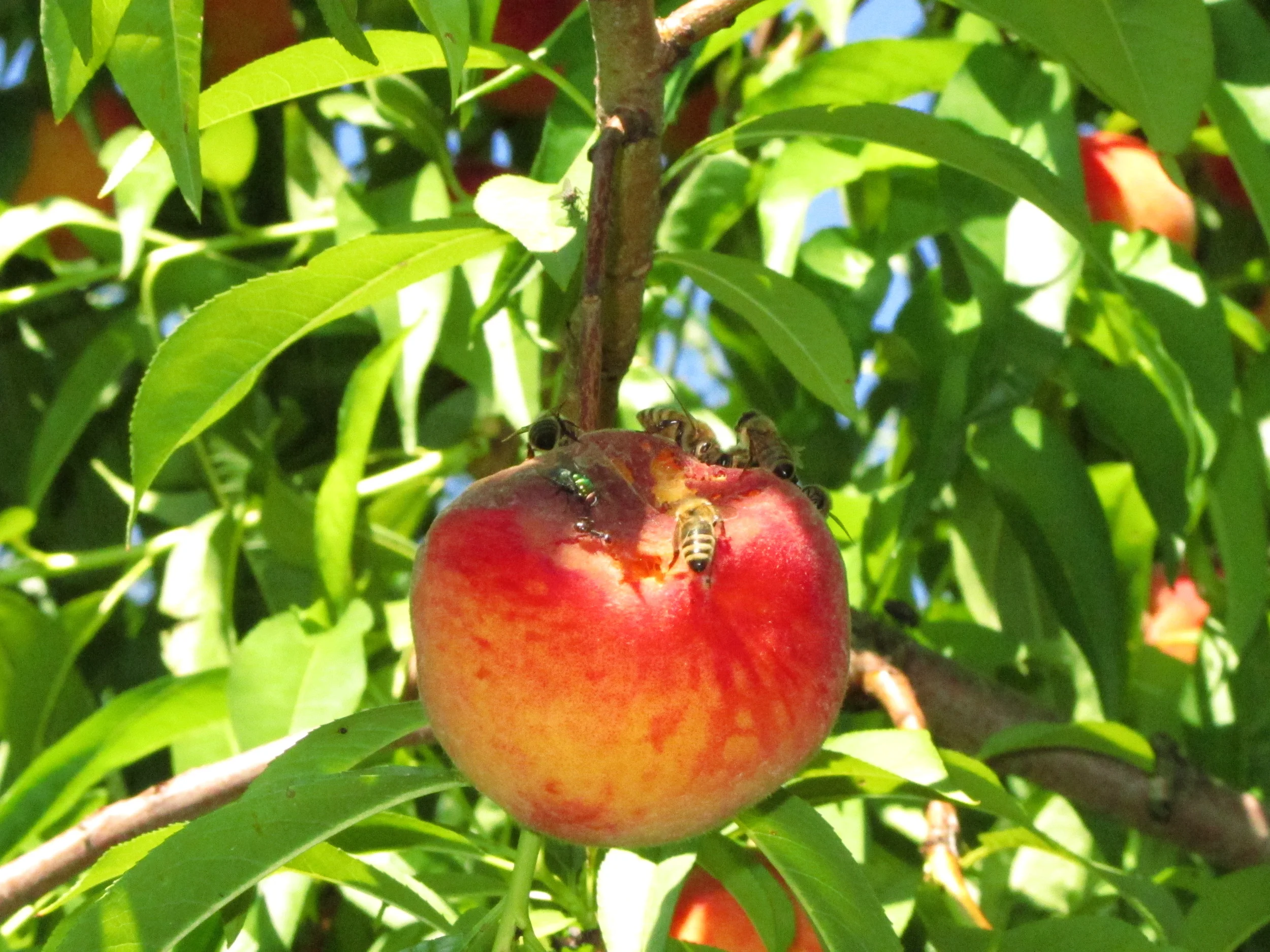 Mead Orchard Bee Peach.JPG