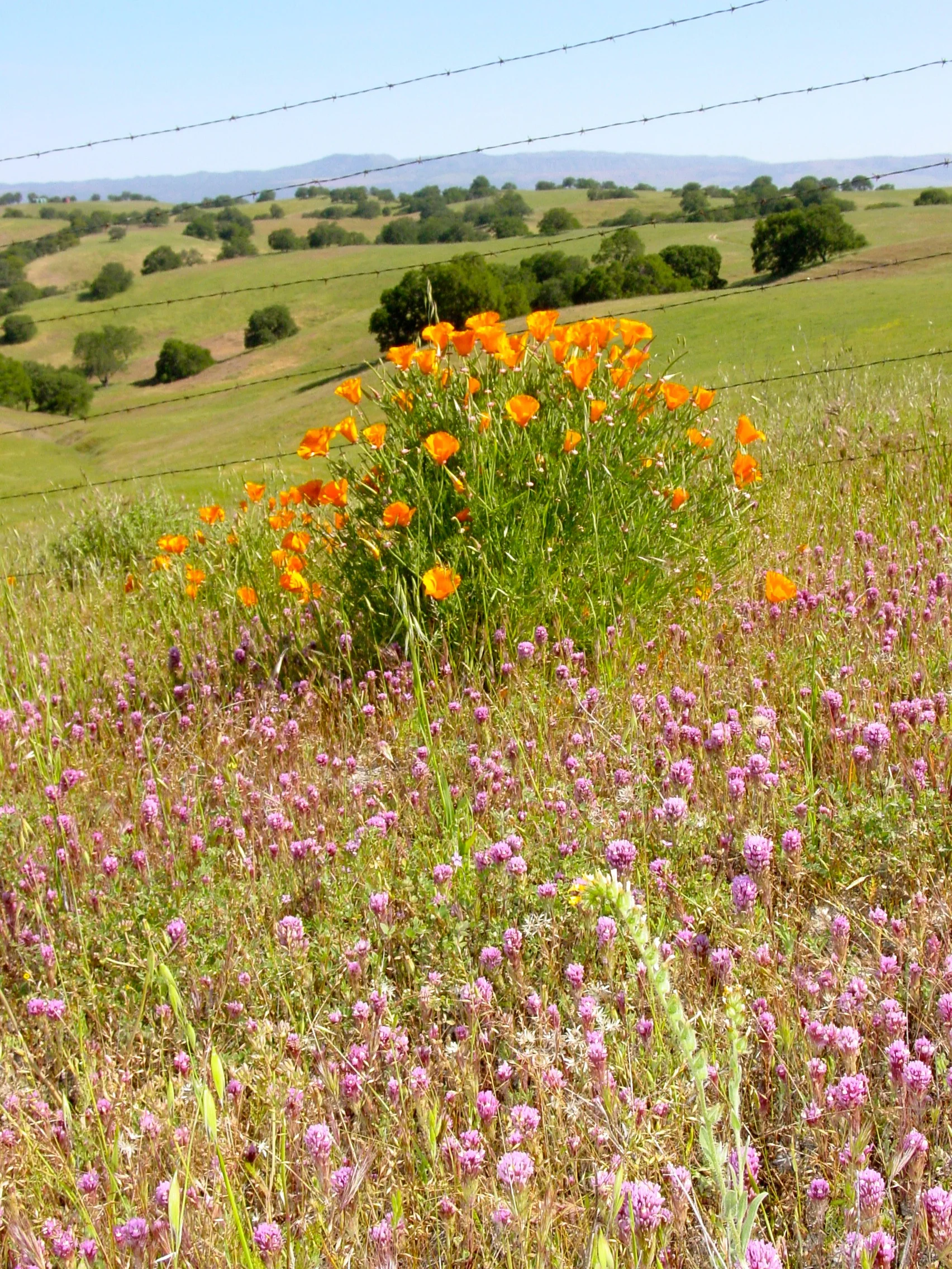 wildflowers01.jpg
