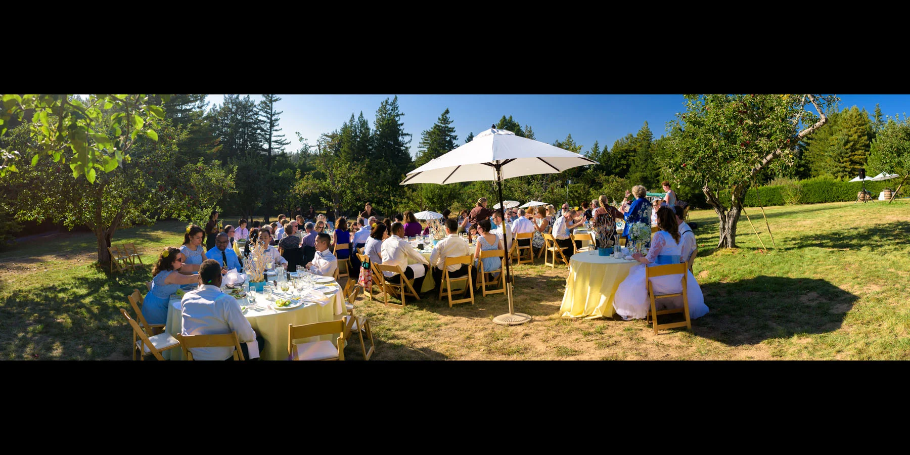 Panoramic photo of the reception in the apple orchard - Private Estate wedding in Sebastopol, CA - by Bay Area wedding photographer Chris Schmauch