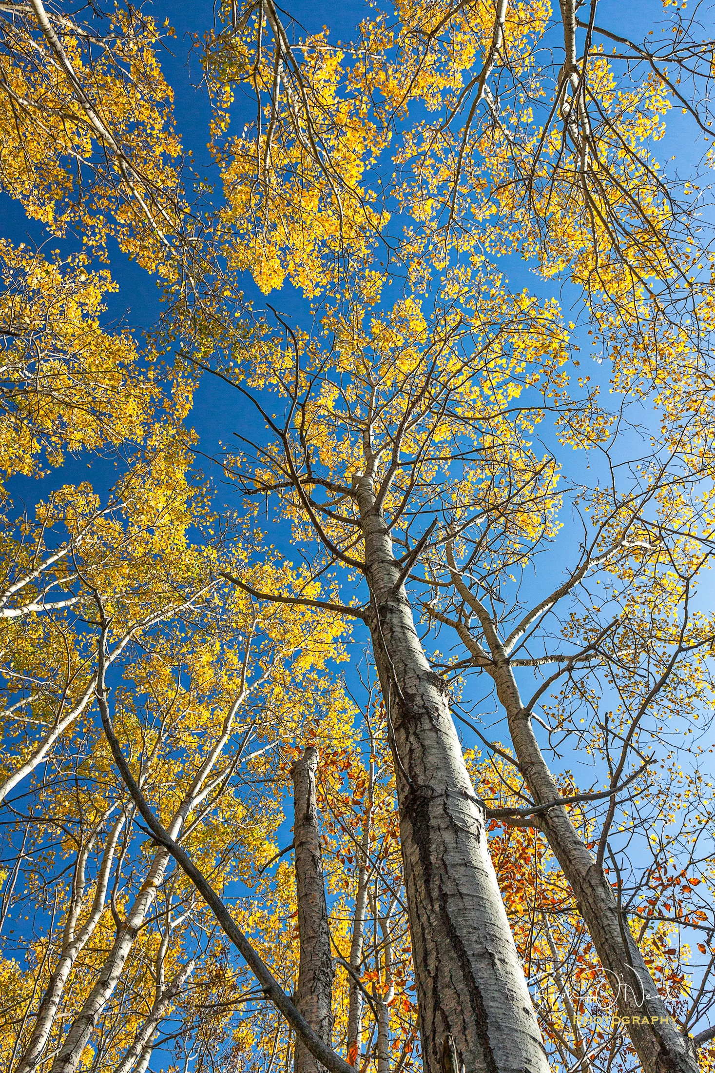 sieur-de-monts-color-overhead.jpg