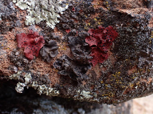   U. phaea  var.  coccinea  (red) and  U. phaea  var.  phaea  (brown) - Heather Stewart-Ahn 