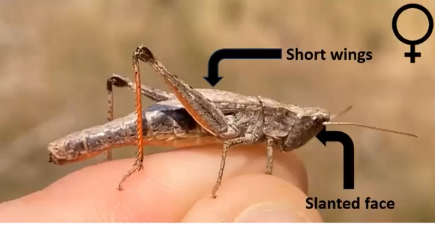   Chloealtis aspasma    Photo and annotations by Tayla Moore 