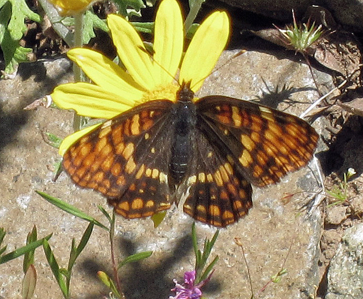 Hoffmann's Checkerspot