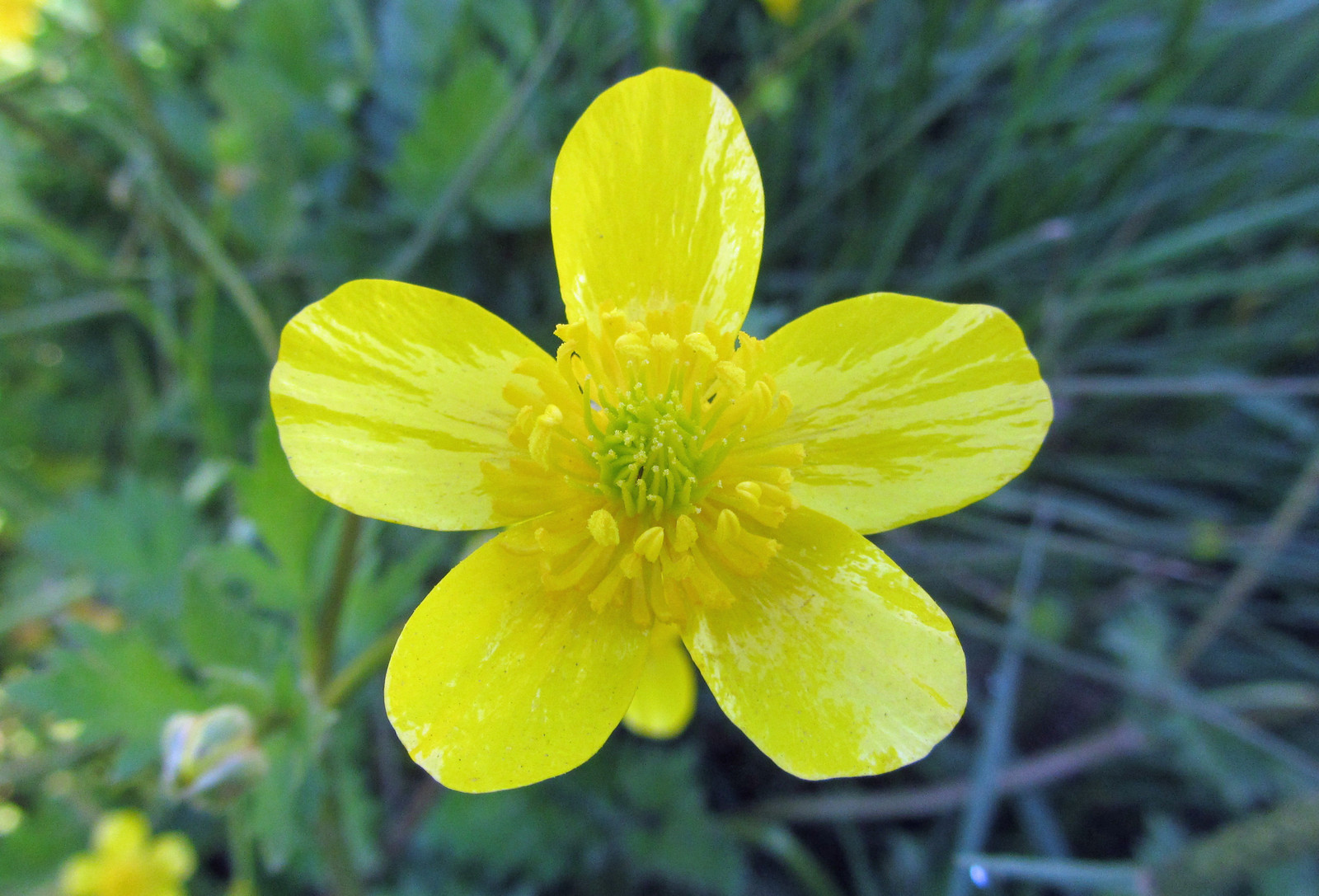 Buttercup